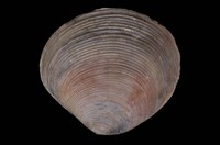 藏品(唱片簾蛤)的圖片